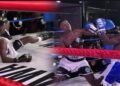 Chicken vs Shawa boxing match